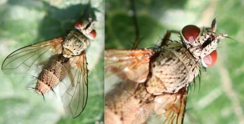 Réf. 267 921 : Solieria sp.